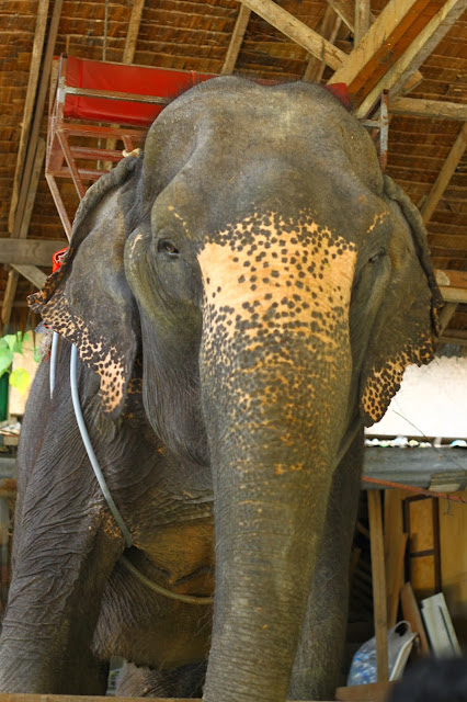 Menunggang Gajah di Patong Beach Phuket
