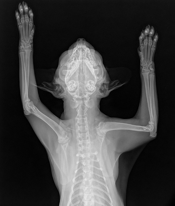 The IPKat Mr Justice Arnold finds American Science's mobile Xray
