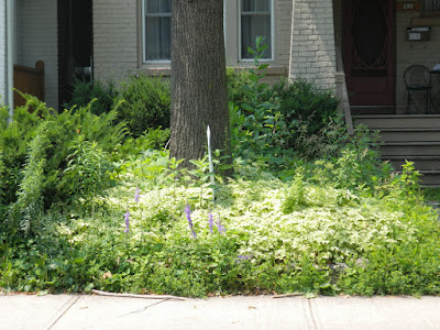Leslieville front garden cleanup before Paul Jung Gardening Services Toronto