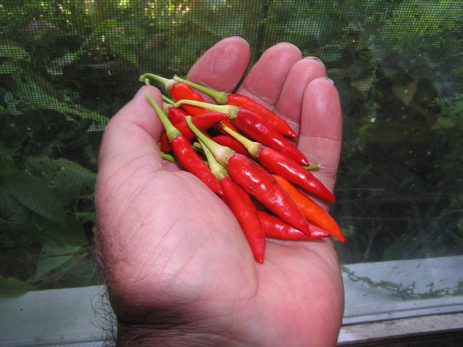 John Starnes' Urban Farm I got my original seeds of "Filipino Mexican Tree Pepper" in 2001 and