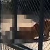 Φρίκη: Τίγρης κατασπαράσσει τον φύλακα που την τάιζε [βίντεο]