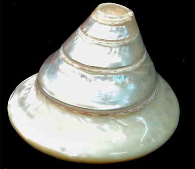 Jyotish upay of Gomati chakra, Kali haldi, Laghu nariyal, Dakshinavarti Shankh, Kamal Gatta, Hakik, Moti Shankh, Ekakshi nariyal in Hindi 7. मोती शंख (Moti shankh)