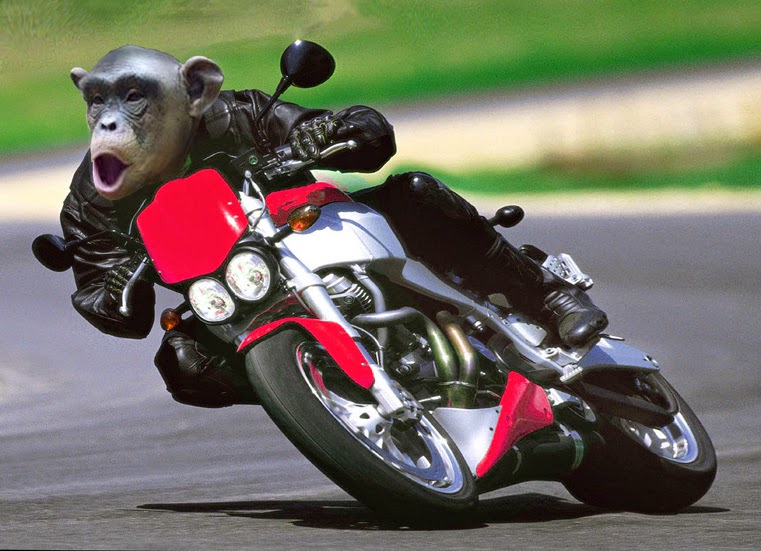 monkey driving motorcycle