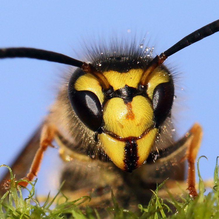 Awe & Some! Amazing Insect Photography [26 Photos]