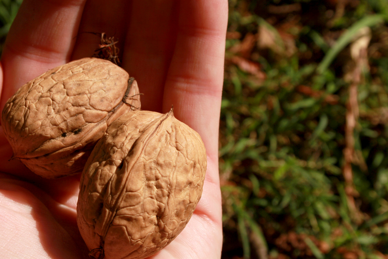 Big Little An Autumn Series Walnut Gathering