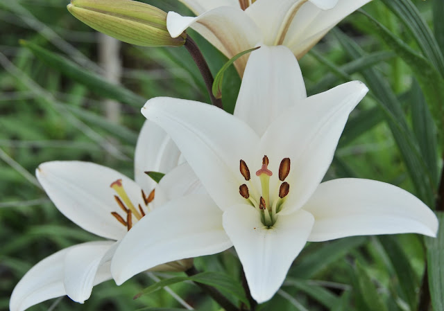 white LA Hybrid Royal Lily growing