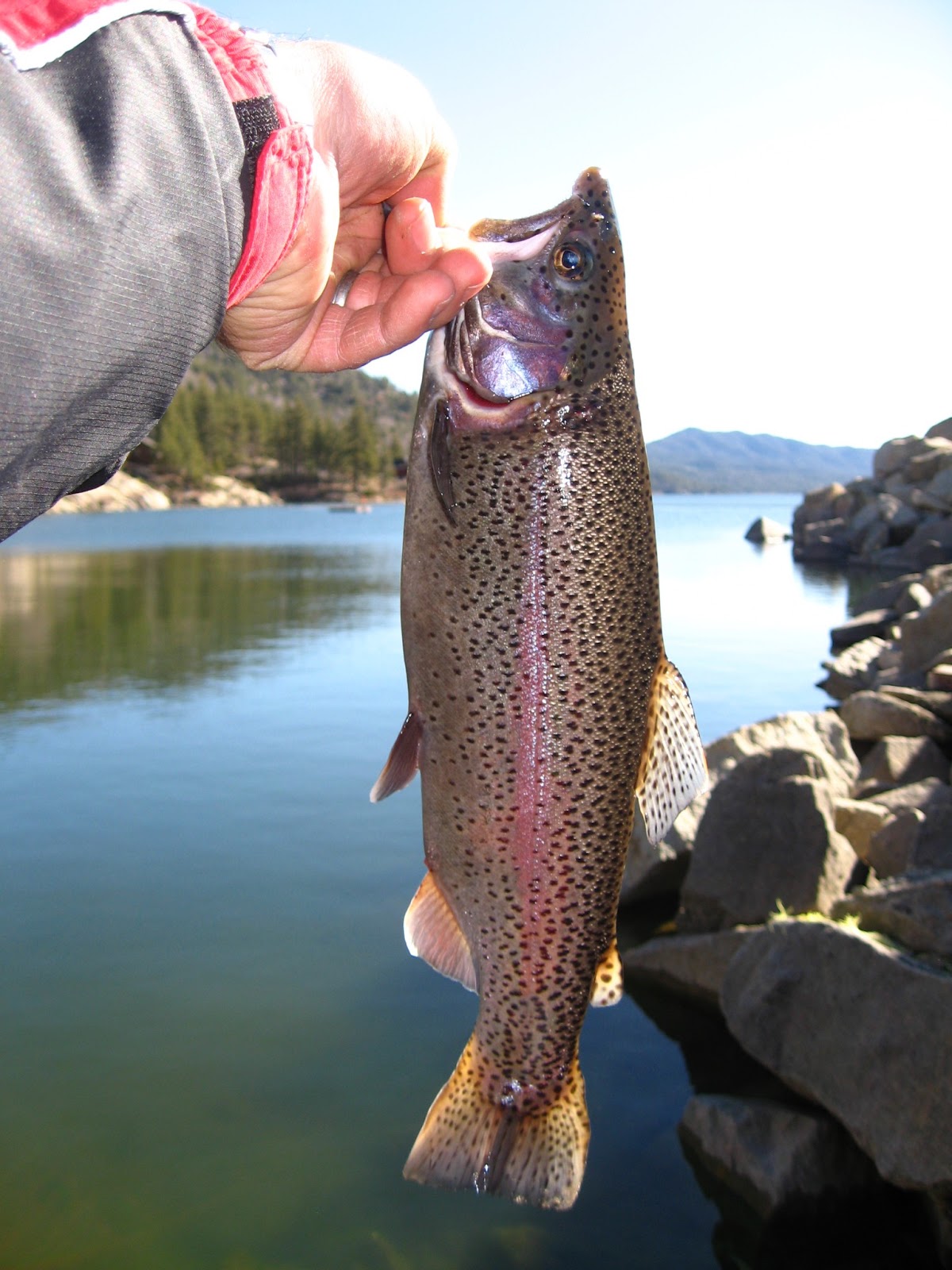 The Fishing Doctor's Adventures Big Bear Lake Early April Rainbow
