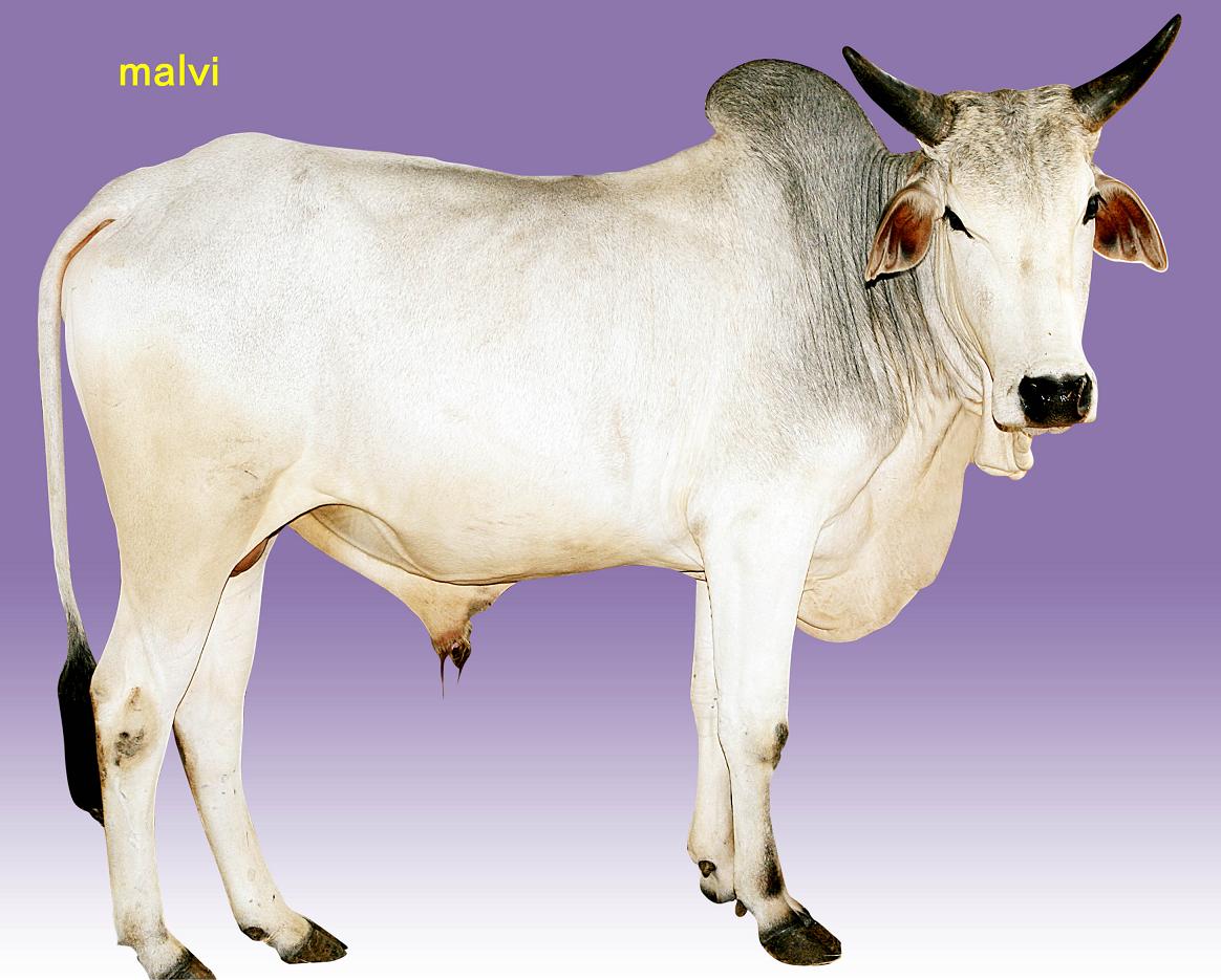 sericulture milk and agriclutures in coimbatore bullock