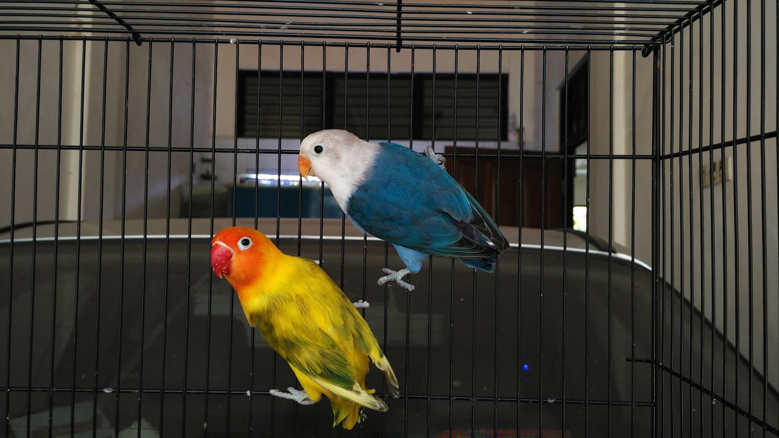 Jual Lovebird Malang Burung Lovebird Malang Cari Lovebird Malang 2018