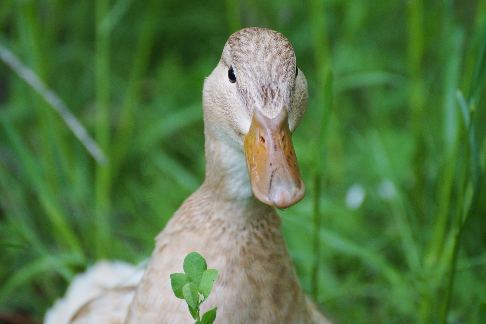 Daily Bread: Ducklings
