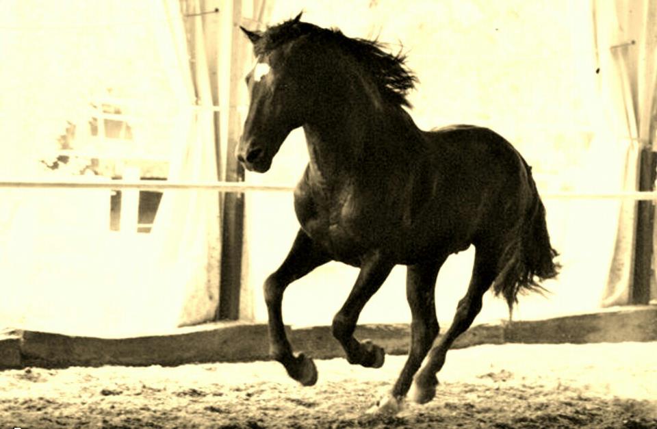 Tintinnano Sui Finimenti Dei Cavalli L'isola dei cavalli neri: La sfida