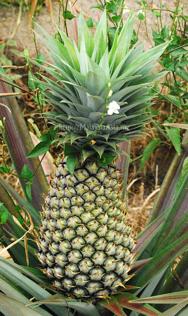 Pineapple from Melaka