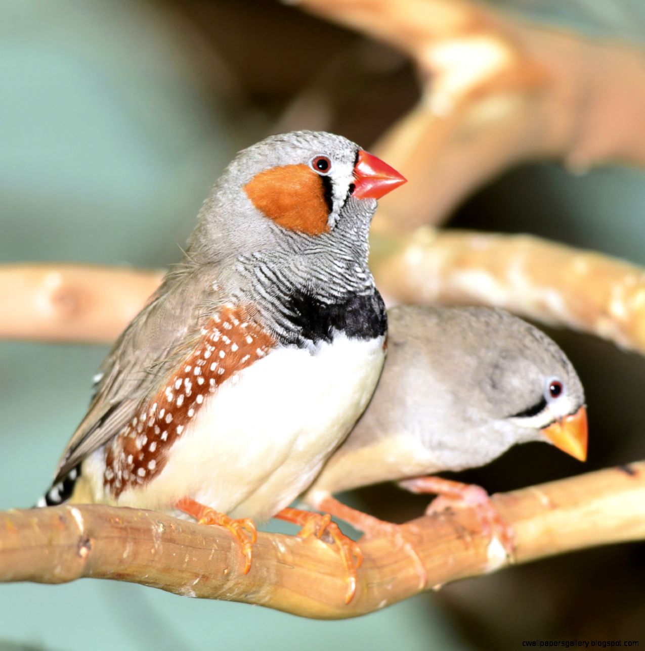 Pet Finches