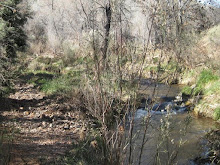 111231 - Sheepshead - Spring Creek Riparian - Oak Creek