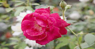 Khasiat Bunga Mawar Untuk Kecantikan Dan Kesehatan 