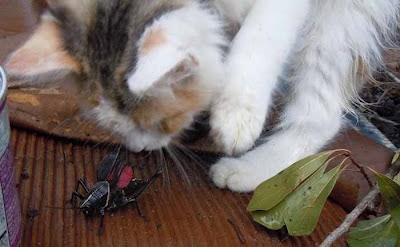kitten with grasshopper