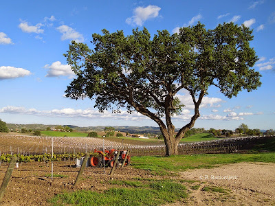 Oak Tree Near Doce Robles Tasting Room, Paso Robles, © B. Radisavljevic