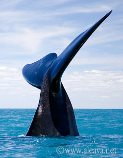 Avistajes de Ballena en Puerto Pirámides Península Valdés Patagonia Argentina