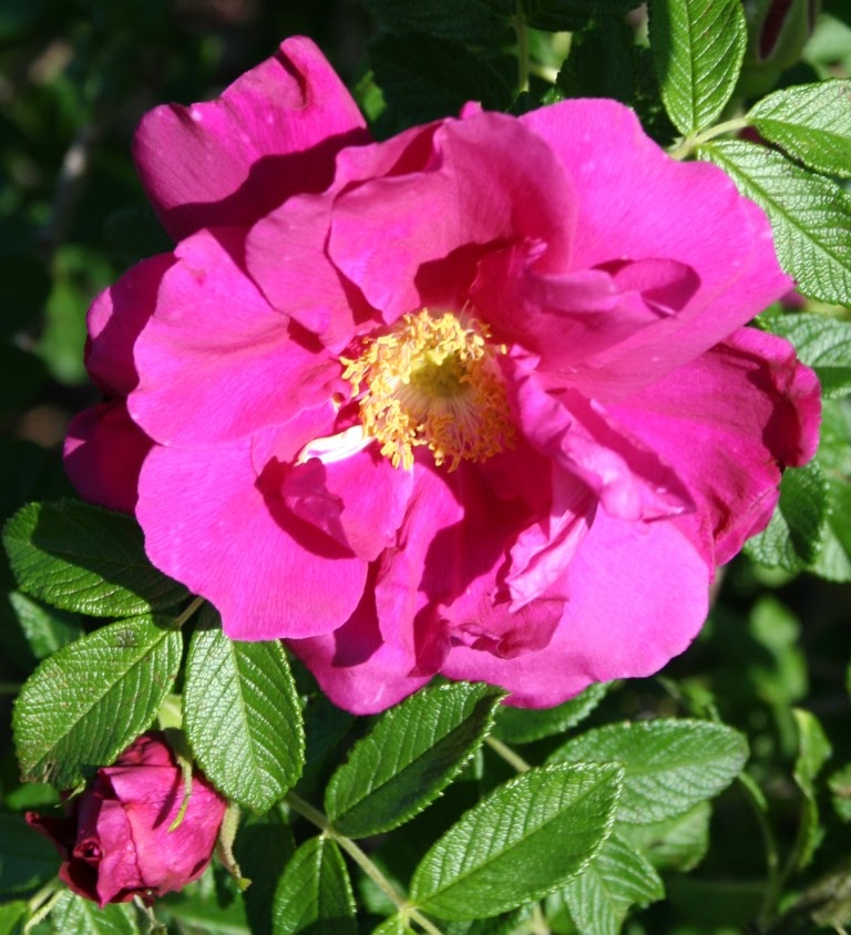 Garden Musings: Purple Pavement