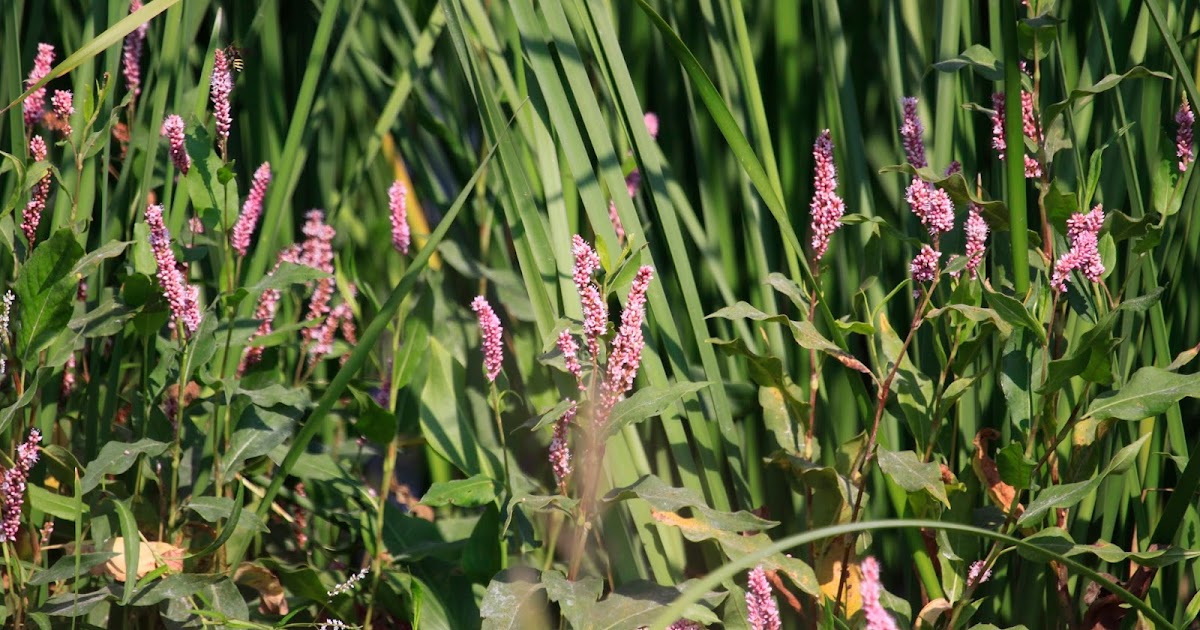 Friends Of Hagerman National Wildlife Refuge Smartweed Dining For Ducks