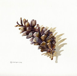 watercolor pine cone pinecone watercolour helen painting paintings water stroem watercolors usual inspiration studies helenstrom sketch illustration dreams illustrations trees