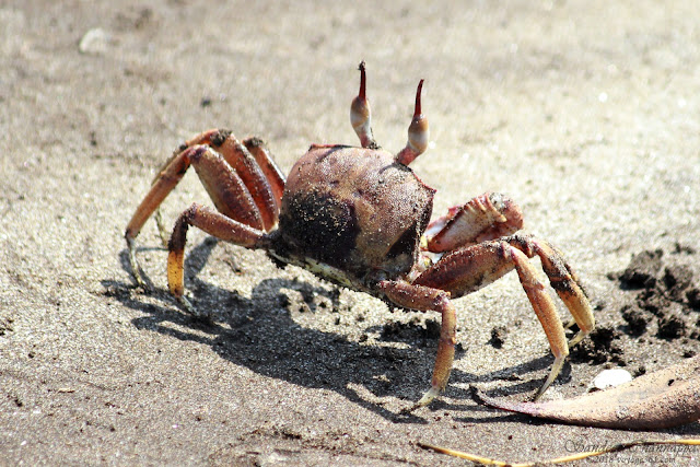 One of the hundreds of Ghost Crabs found on the beach