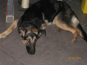 Maya, chienne type BA née en février 2011