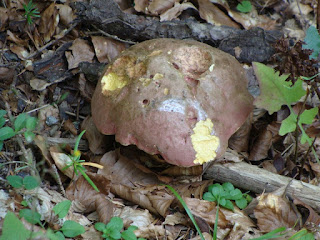 Suillellus luridus DSC62687