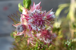 ジョーイセルリアカルメン