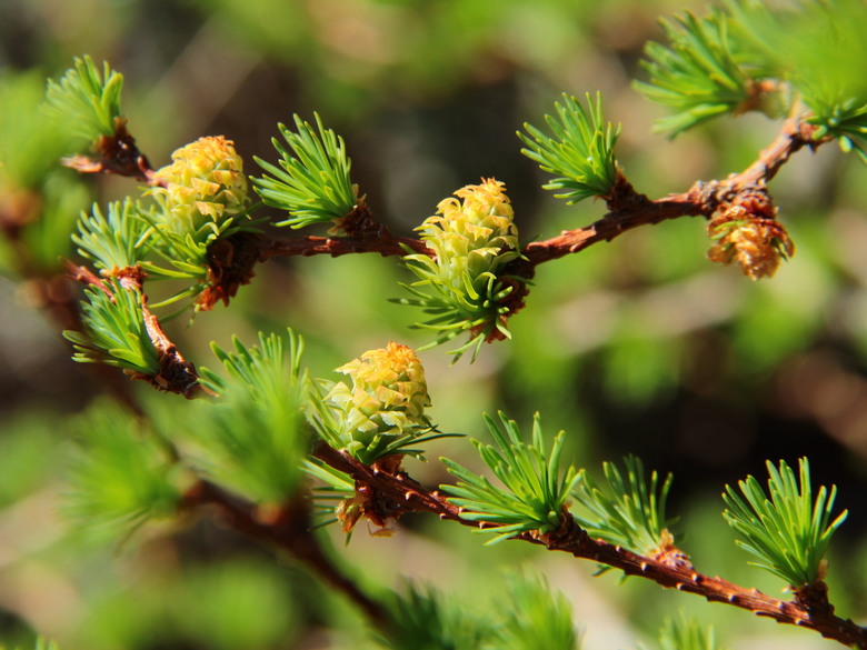 Columnar Tree Dreaming Japanese Larch 'Paper Lanterns'