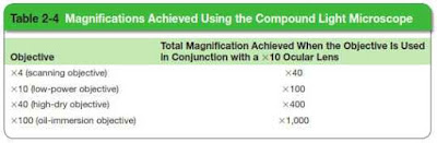 Table: Magnifications Achived Using the Compound Light Microscope Table: Magnifications Achived Using the Compound Light Microscope