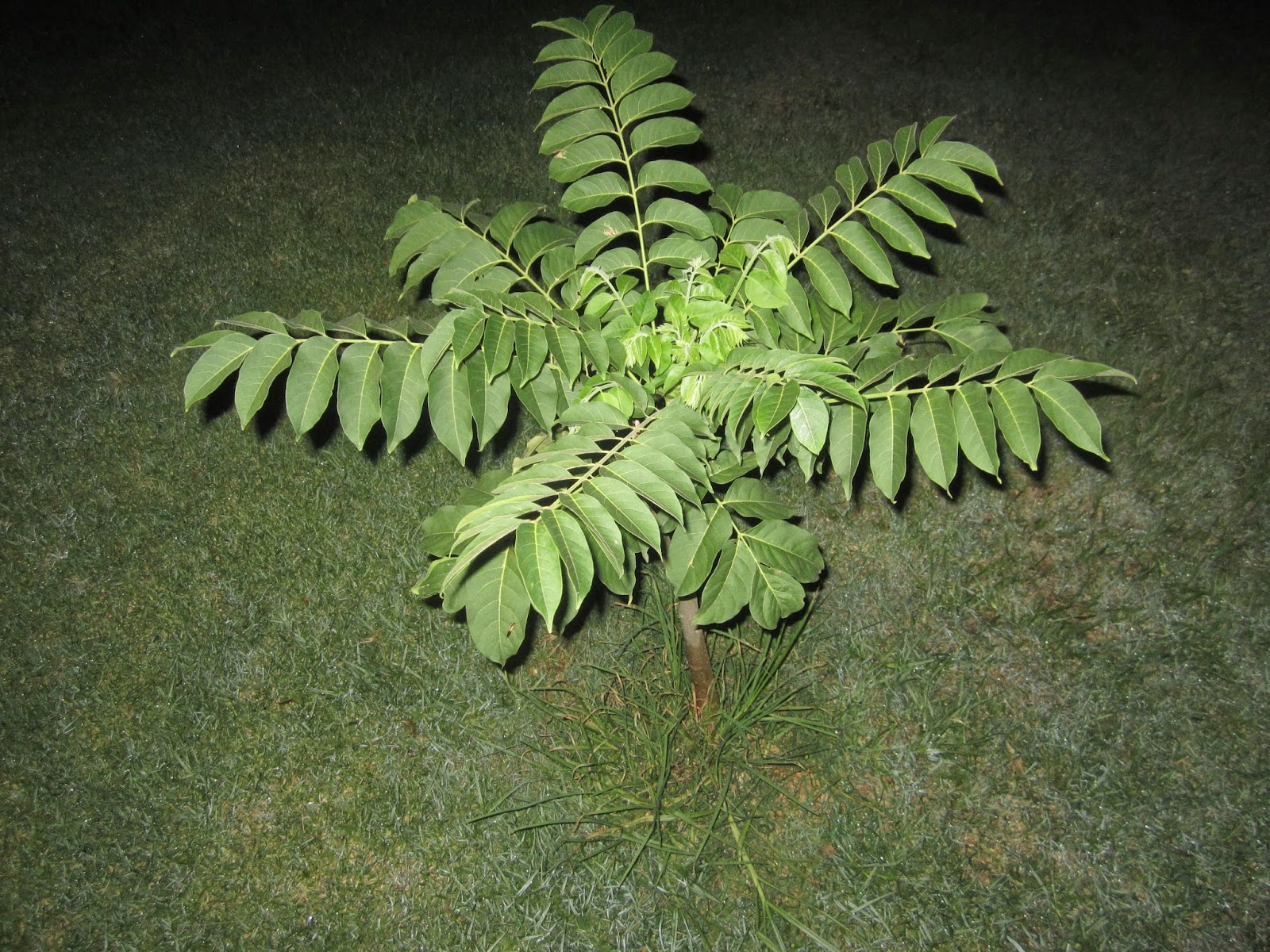 Los árboles Cedro rojo tropical