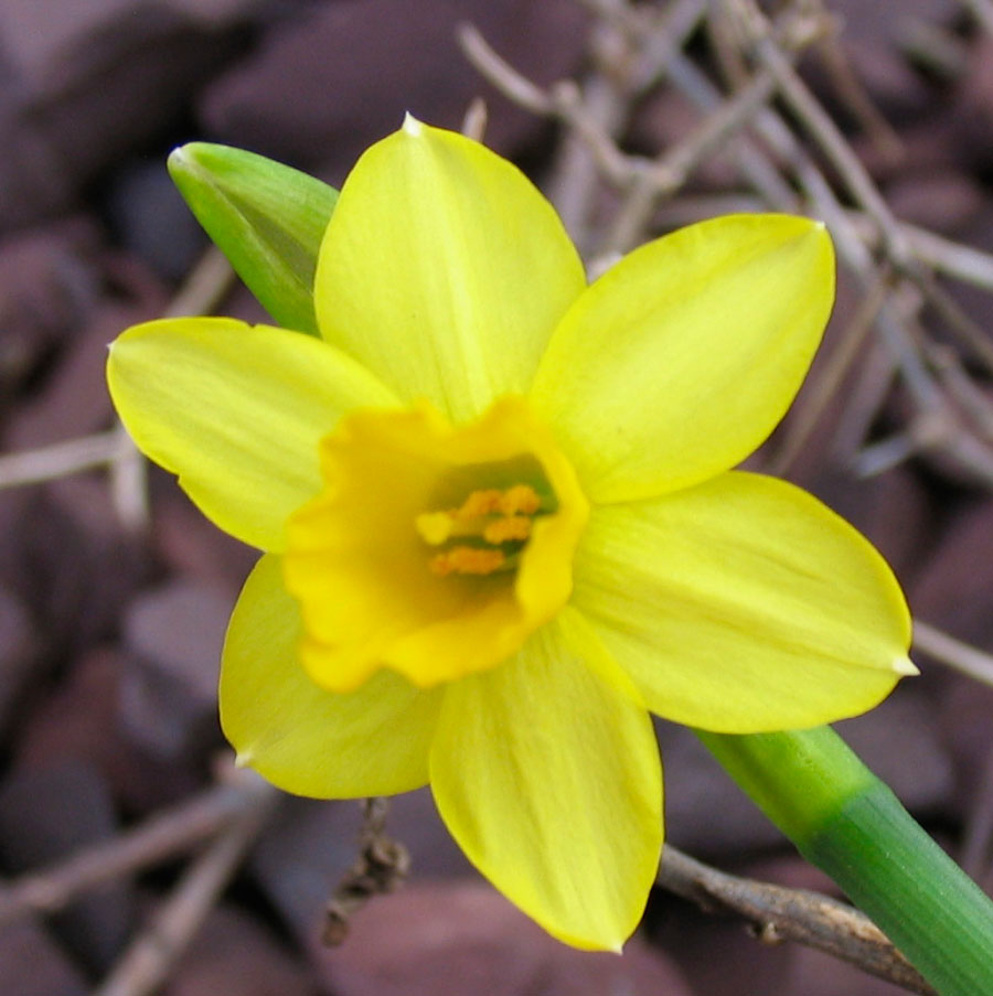 Poppular Photography First Flowers of Spring 2013
