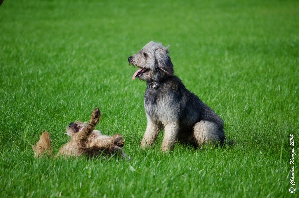 dickydackelblog Fremde Hunde beim Spielen fotografiert