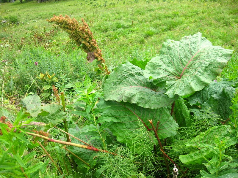 Disturbed habitat in the French alps
