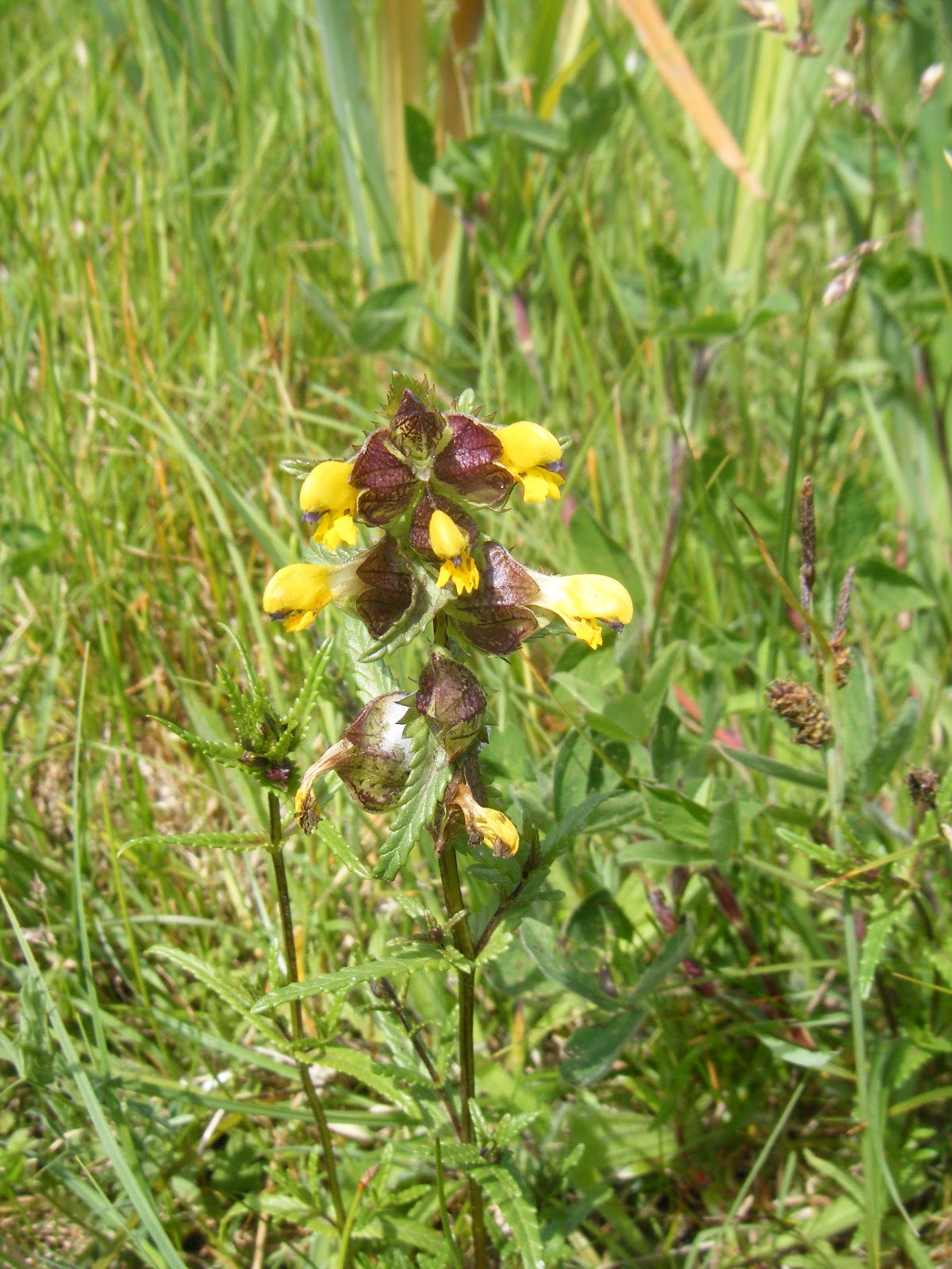 21stcenturynaturalist Yellow Rattle Promotes Biodiversity
