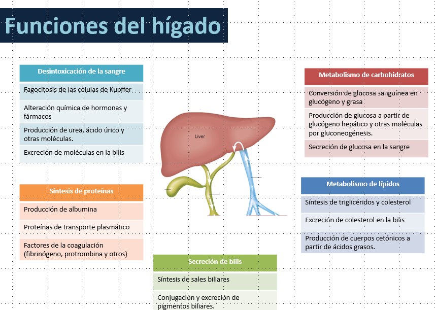 Hígado: funciones y lobulillo hepático ~ BLOG DE FISIOLOGÍA BASICA