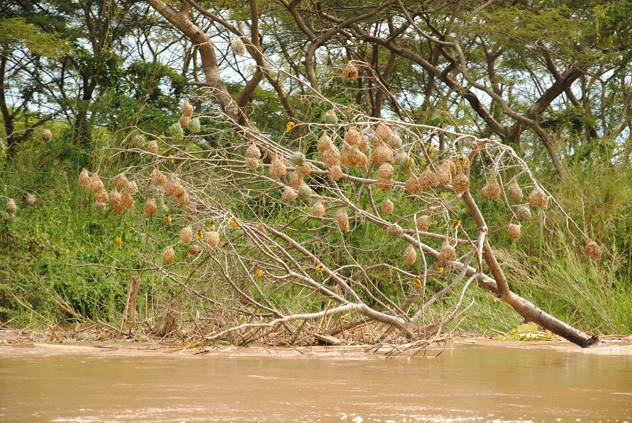 De mis nómadas pensamientos Parque Nacional de la Rusizi