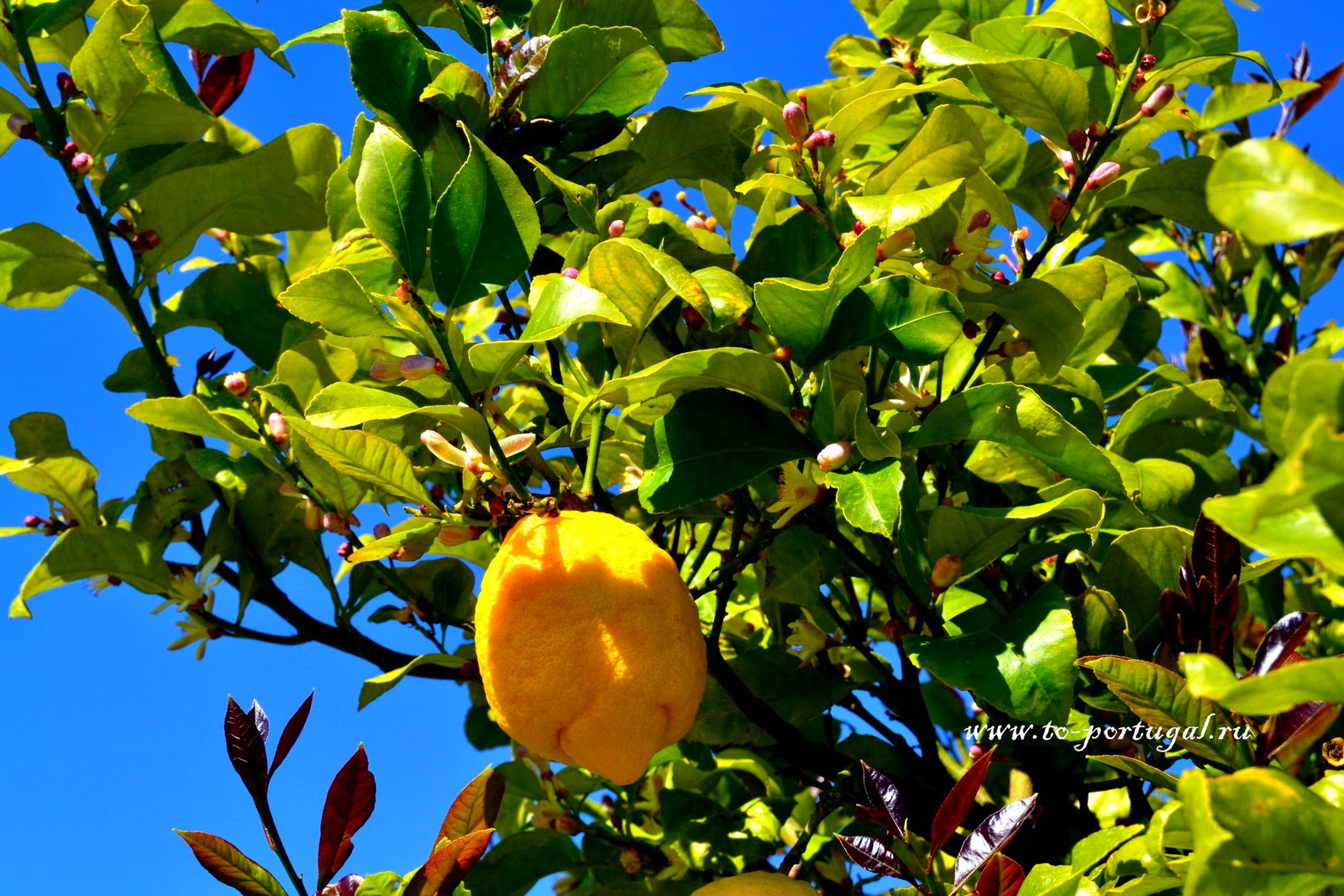 португальские лимоны