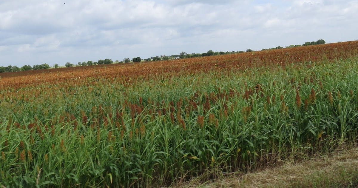 Navasota Ranch Mart, Texas