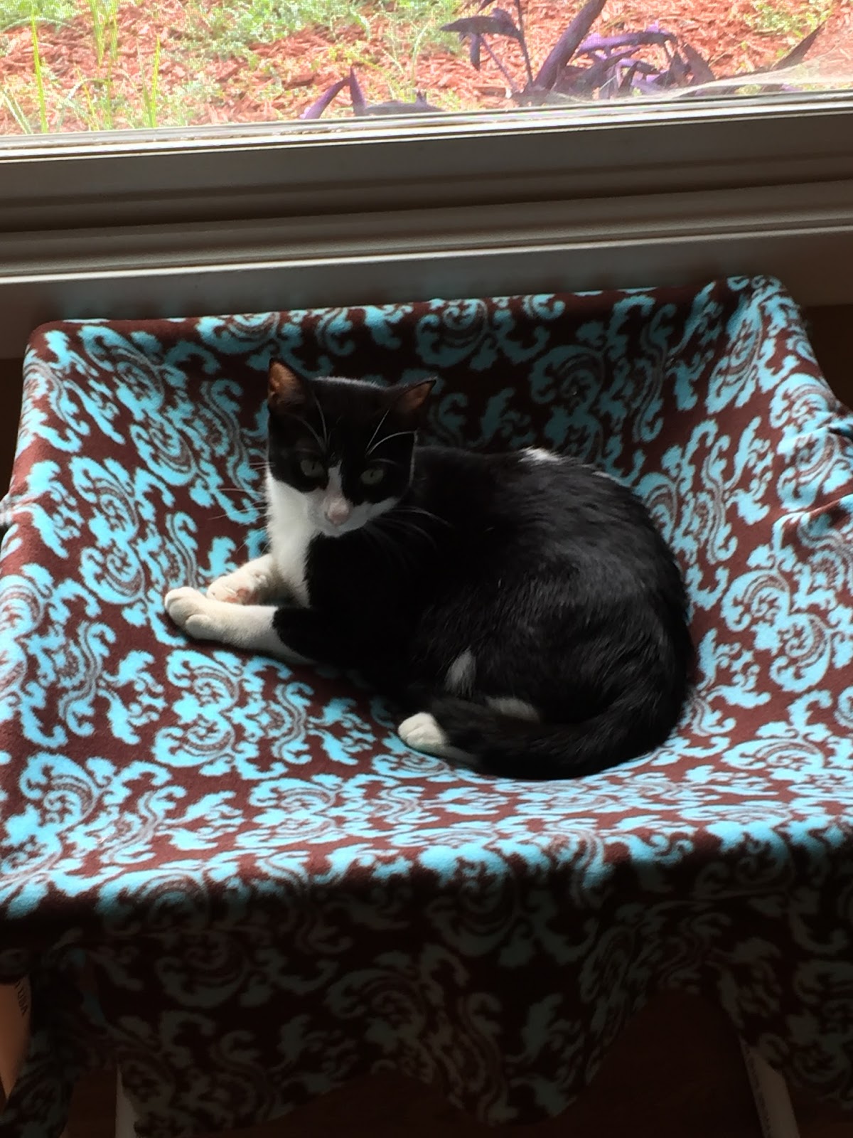 DIY No-Sew Cat Hammock - Becoming Bailey