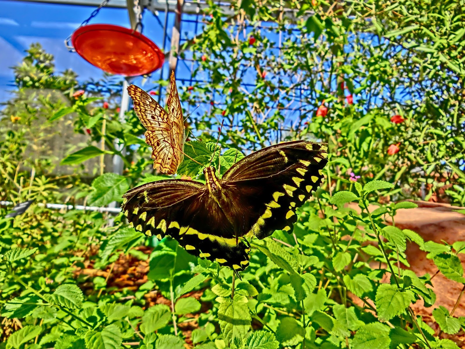 Nau speak Vegas Springs Preserve Butterfly Exhibit