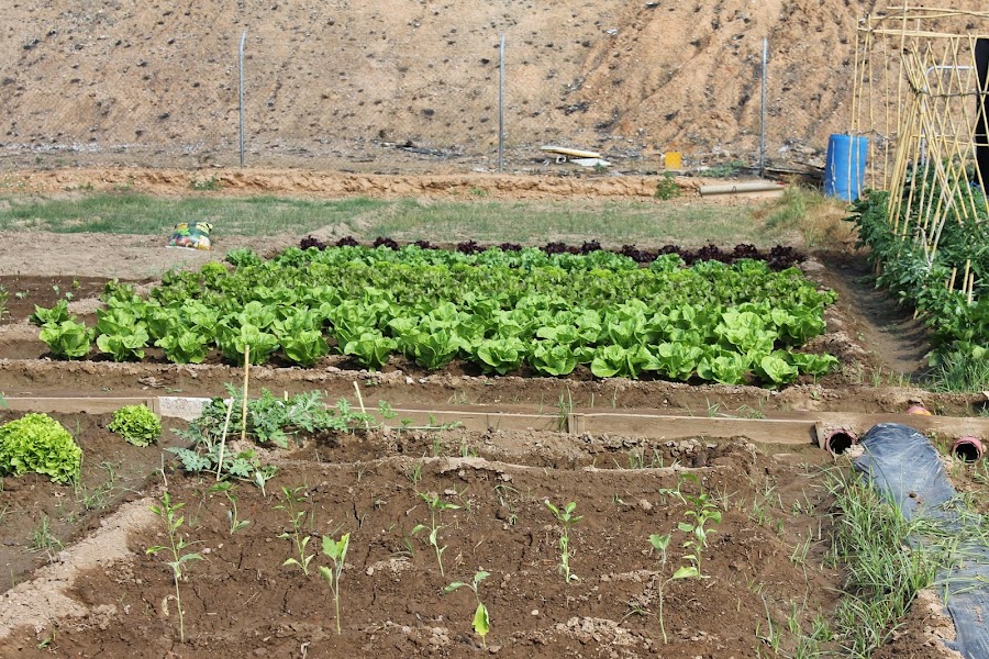 parcela de lechugas