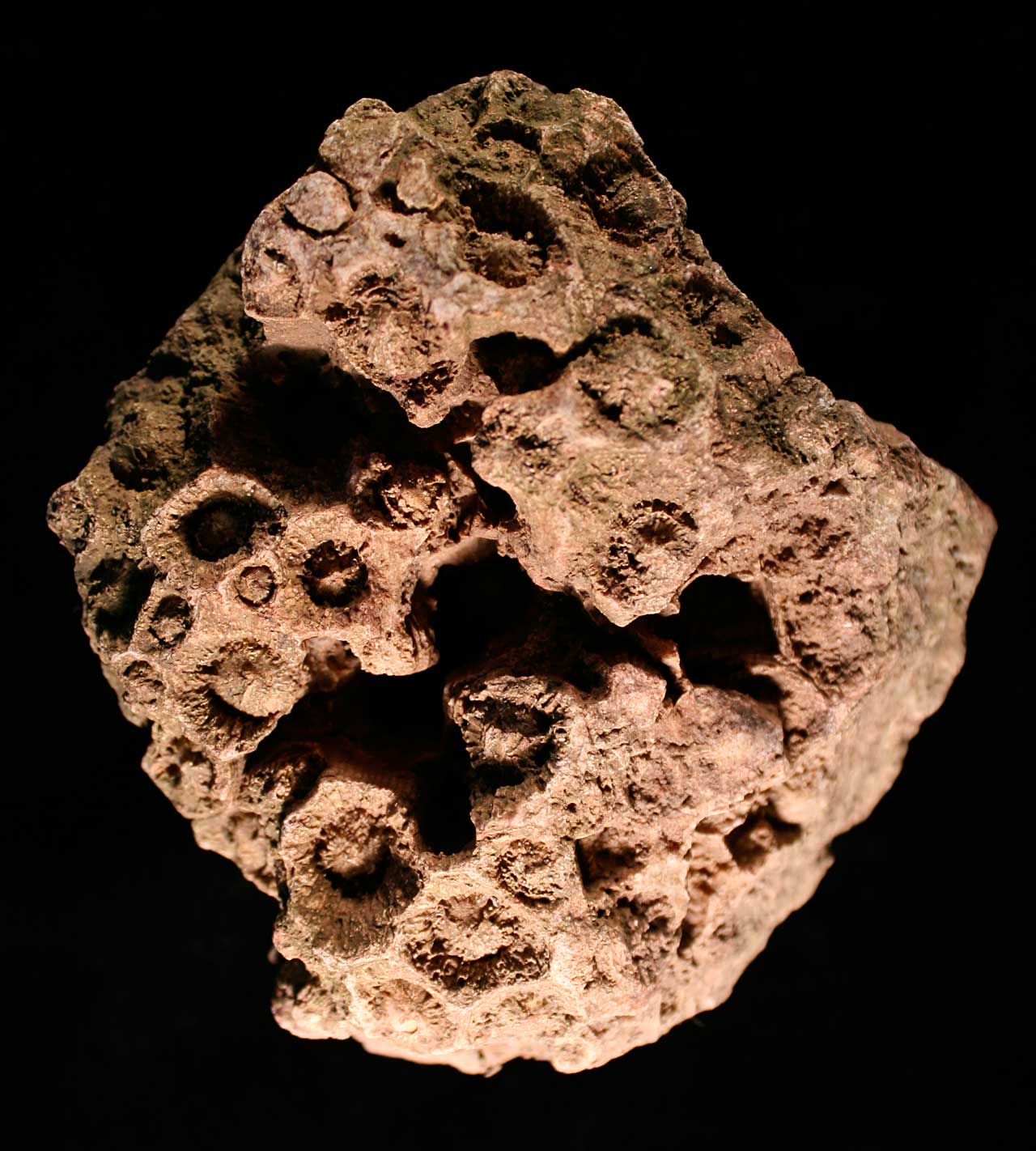 Louisville Fossils and Beyond Acrocyathus Mississippian Fossil Coral