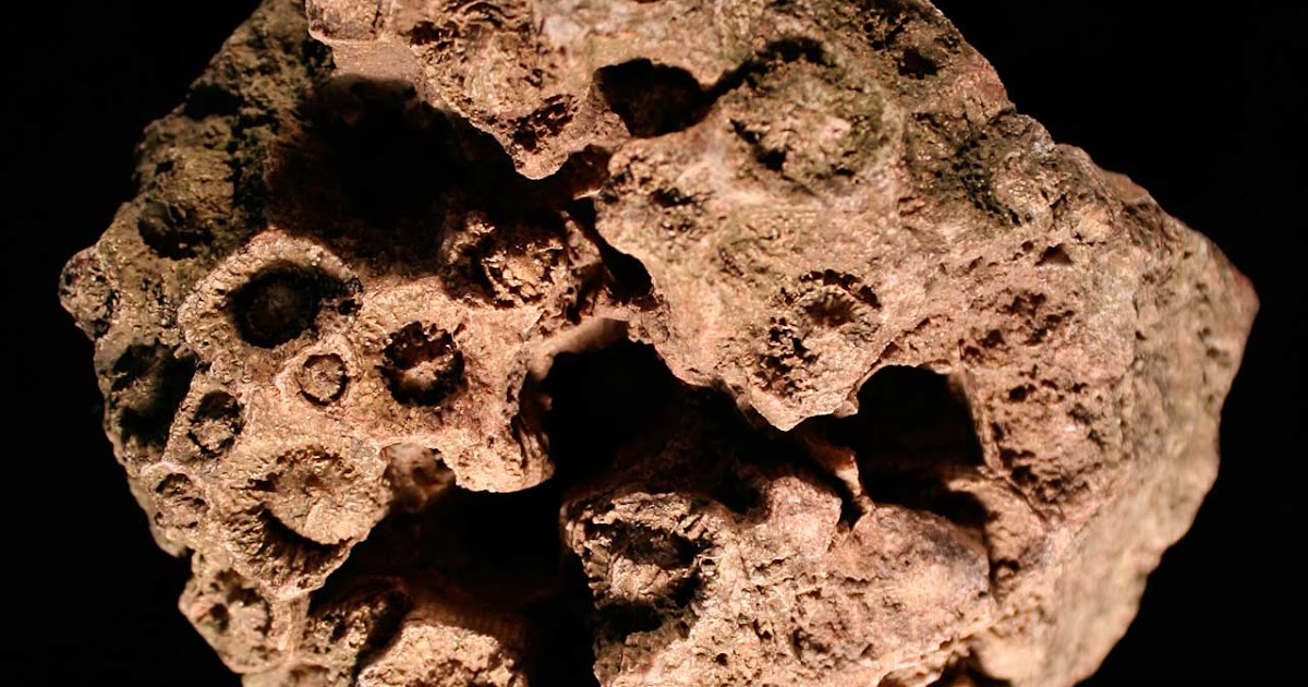 Louisville Fossils and Beyond Acrocyathus Mississippian Fossil Coral