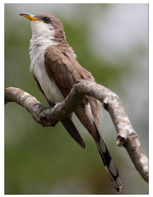 BaitRageous: What is a rain crow?