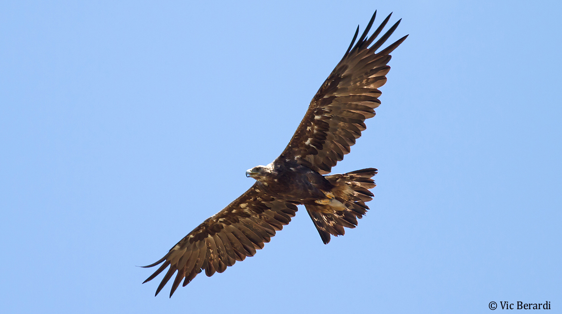Utah Birders Birding Blog, Utah Birds, Utah Birding, Utah Bird ID