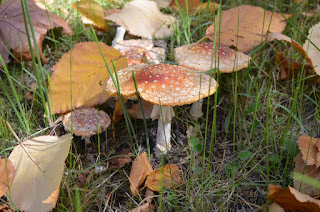 Three toadstools popping up between the fallen leaves.