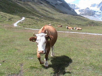 la famosa mucca svizzera