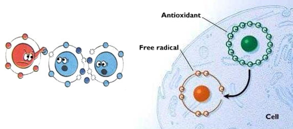 Кожей радикал. Свободные радикалы и антиоксиданты. Свободные радикалы атакуют клеточную мембрану. Антиоксидантная система и свободные радикалы. Антиоксидантная защита клетки.